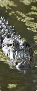 Alligator
